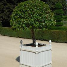 Portugal laurel, a nice hedge shrub