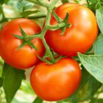 Tomato diseases