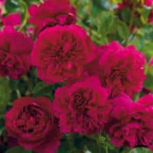 David Austin, four new English roses