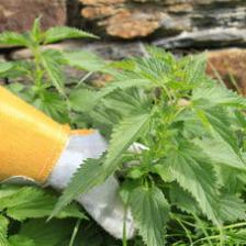 Magic potions for fertilizer and to treat plants