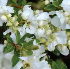 Exochorda, the pearl bush
