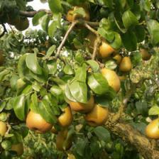 Beurré Hardy pear tree, early and abundant