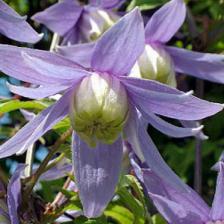 Clematis alpina, an abundance of blue
