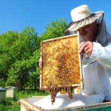 A beehive in your garden