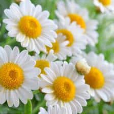 Chamomile, growing, harvest and health benefits