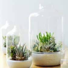 Succulents, delicious eye-candy!