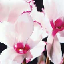 A Cyclamen for the entire winter