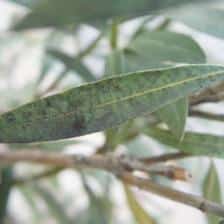 Sooty mold, techniques and organic treatments to avoid it