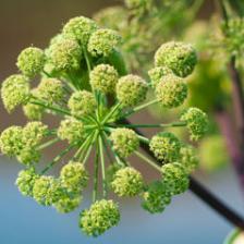 Garden angelica, a delicious herb spice