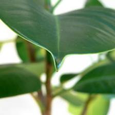 Rubber tree, ficus elastica