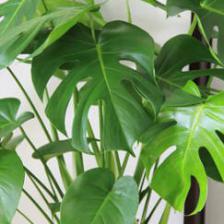 Monstera, noted for its foliage