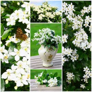 Mexican orange - planting, pruning, and care