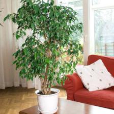 Ficus forever, everything you want to know about it