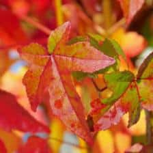 Sweetgum, a very ornamental tree