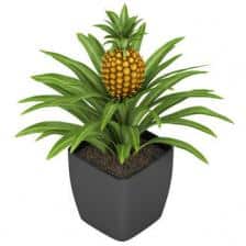 Ananas comosus, growing pineapples at home