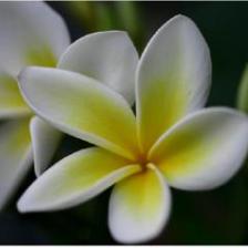 Plumeria, a plant that stands out!