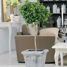 Easy plants for healthy indoor air