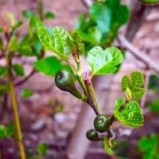 Ficus carica, the common fig tree