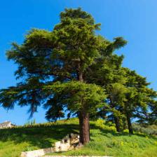 Cedar tree, a magnificent conifer