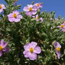 Cistus, a beautiful flower shrub