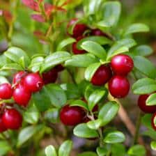 Plant small exotic fruits!