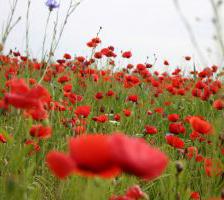 Papaver poppies, Poppies, cute spring flowers