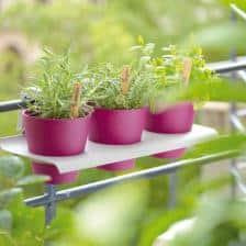 Grow herbs and spices