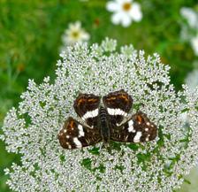 Attracting butterflies with plants and flowers