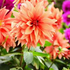 A colorful garden with summer flowering bulbs
