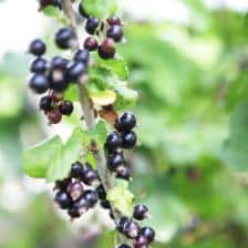 Red berries for the summer
