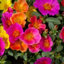 Portulaca, a simply magnificent succulent