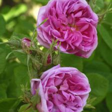 Easy rose trees to grow