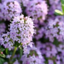 Wild thyme, an ornamental condiment