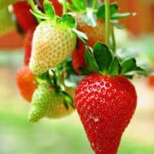 Tasty strawberries