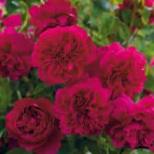 Romantic English roses