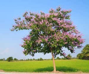 crepe myrtle planting pruning and care crepe myrtle planting pruning and care