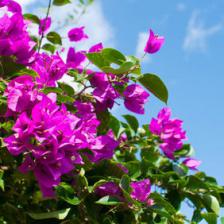 Bougainvillea, a unique climbing plant