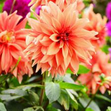 Summer bulbs are an enchantment to the eye