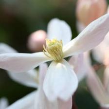 Clematis armandii, early and fragrant