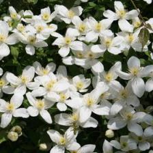 Clematis montana, the mountain clematis