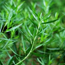 Tarragon, a very fragrant plant