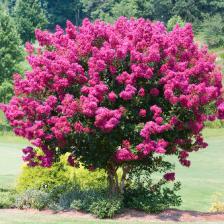 Crepe myrtle, superb blooming
