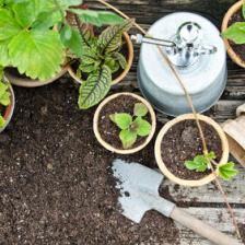 Layering strawberry plants