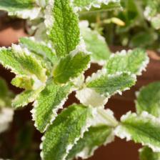 Pineapple mint, beautifully variagated
