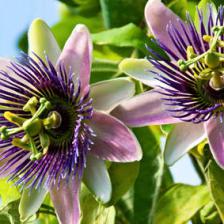 Blue passion flower, an exceptional vine