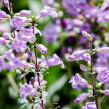 Beardtongue, tips and guidance for the best possible care