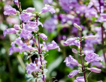 beardtongue planting and advice on how to care for it