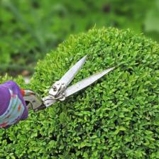 Pruning boxwood, know it all