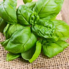 Basil health benefits and therapeutic value