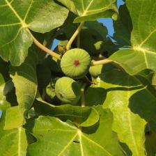 Fig tree, generous from North to South
